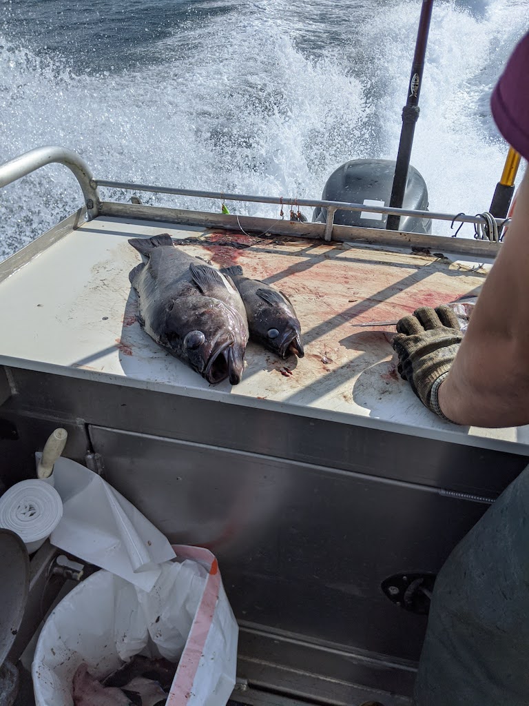 Fishing in Resurrection Bay with JDock Fishing Company Seward